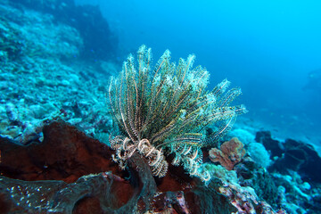 Federstern oder Seelilie am Korallenriff