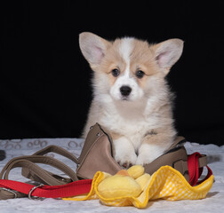 Corgi Pembroke Welpe zieht vom Züchter in sein neues Zuhause