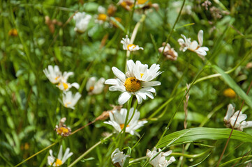 Fototapeta premium white daisies in the grass