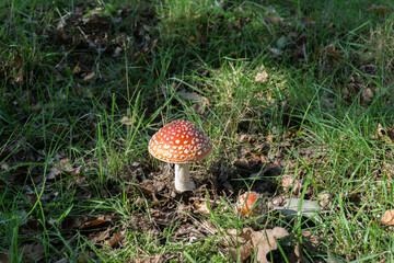 Amanita muscaria,mushroom,agaric