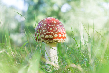 Amanita muscaria,mushroom,agaric