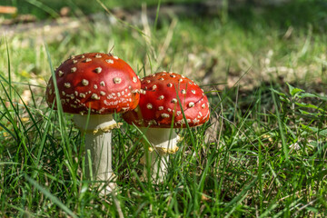 Amanita muscaria,mushroom,agaric