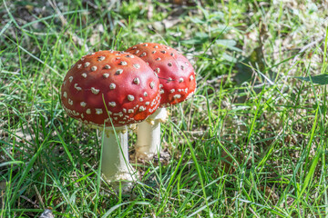 Amanita muscaria,mushroom,agaric