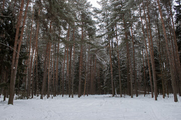 Frosty day in snowy coniferous forest. Location place of Carpathian mountains, Ukraine, Europe. Magnificent wintry wallpapers. Christmas holiday concept. Happy New Year Discover the beauty of earth.