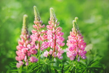 Beautiful fragrant delicate pink lupine flowers bloomed among the green field grass in the meadow on a sunny summer day. Nature.