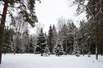 Majestic white spruces glowing by sunlight. Picturesque and gorgeous wintry scene. Location place Carpathian national park, Ukraine, Europe. Alps ski resort. Blue toning. Happy New Year Beauty world.