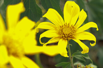 yellow flowers in the garden