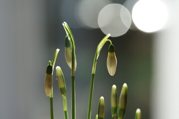 the first heralds of spring snowdrops in close-up