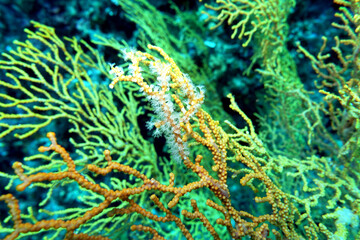 Muricella cf.paraplectana - Gorgonienfächer