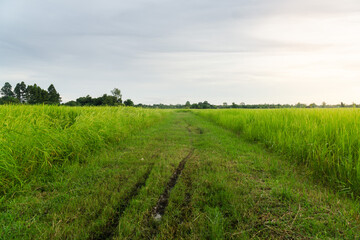Fototapeta premium path to rice field in the evening time,landscape of nature,agricultural photography,clear sky
