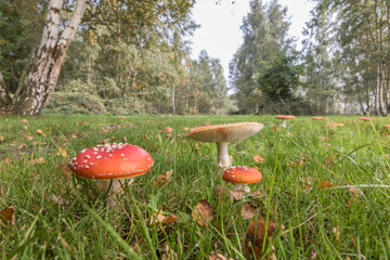 Amanita muscaria,mushroom,agaric