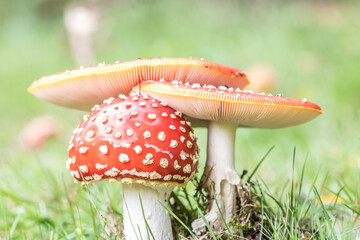 Amanita muscaria,mushroom,agaric