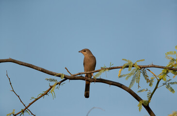 Grey Hypocolius perched on acacia tree in the morning hours, Bahrain