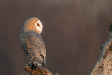 Barn owl at sunset (Tyto alba)
