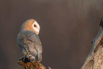 The wonderful Barn owl (Tyto alba)