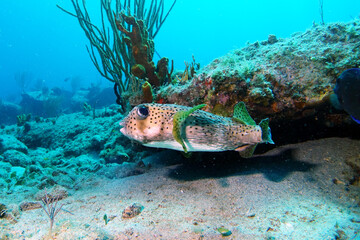 Diving in the Caribbean at the RMS Rhone, beautiful environment with beautiful animals, the ship sank 1867 at Salt Island and 123 people lost there lives, 