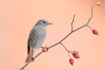 Pink sunrise for the beautiful Black redstart female (Phoenicurus ochruros)