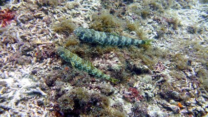 two colorful Synodus intermedius side by side on the bottom of the ocean