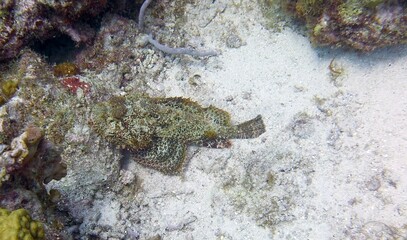 Scorpaenidae laying in the sand on the bottom of the ocean near a reef