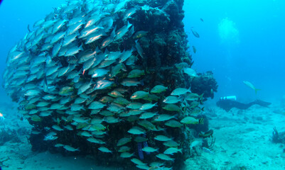 Fototapeta premium Diving in the Caribbean at the RMS Rhone, beautiful environment with beautiful animals, the ship sank 1867 at Salt Island and 123 people lost there lives, 