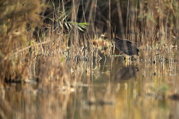 Black-crowned Night heron in its habitat at Asker marsh, Bahrain