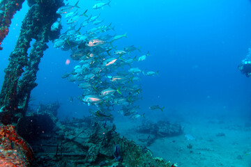 Naklejka na ściany i meble Diving in the Caribbean at the RMS Rhone, beautiful environment with beautiful animals, the ship sank 1867 at Salt Island and 123 people lost there lives, 