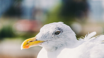 Möwe, Vogel, Nahaufnahme, Tier, Tierfoto, Schnabel