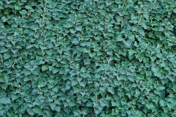 natural green texture of leaves on branches of bushes