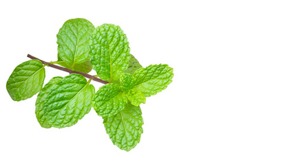Mint leaves