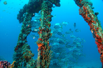 Fototapeta na wymiar Diving in the Caribbean at the RMS Rhone, beautiful environment with beautiful animals, the ship sank 1867 at Salt Island and 123 people lost there lives, 