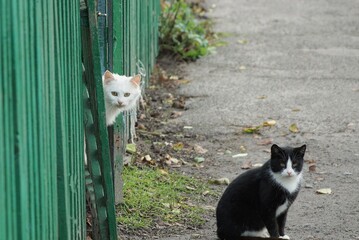 two cats on the street on gray asphalt near a green wooden fence