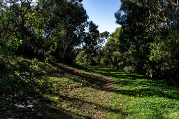 Walking in Nature, Walking on the grass, Surrounded by Acacia trees on a Wonderful Day in Sardinia
