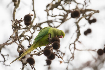 A green parakeet (parrot) in a tree