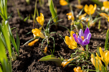 View of magic blooming spring flowers crocus growing in wildlife. Purple crocus growing from earth outside.Signs of spring, purple and yellow crocuses blooming up through deal fall leaves