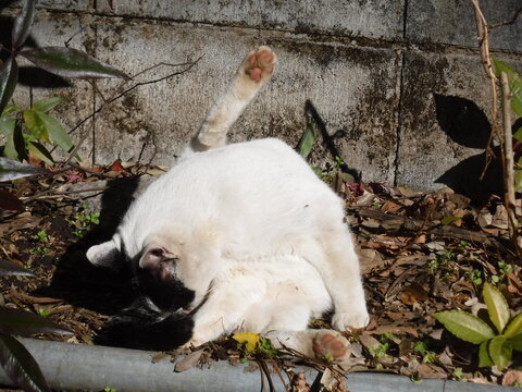 体を綺麗にする猫　～Cat washing a body