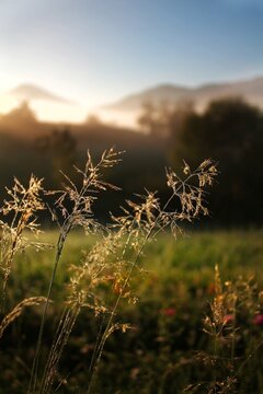 Green grass field