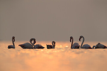 Fototapeta na wymiar Greater Flamingos and dramatic bokeh of light on water, Asker coast, Bahrain