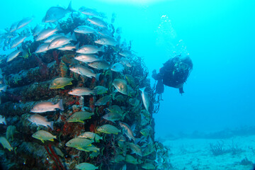 Fototapeta na wymiar Diving in the Caribbean at the RMS Rhone, beautiful environment with beautiful animals, the ship sank 1867 at Salt Island and 123 people lost there lives, 
