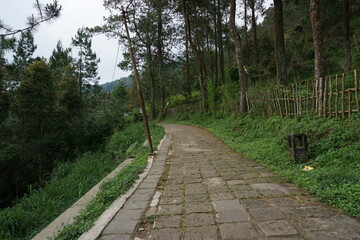 Fototapeta na wymiar Perspective view of the tourist path, beside the trees and bushes.