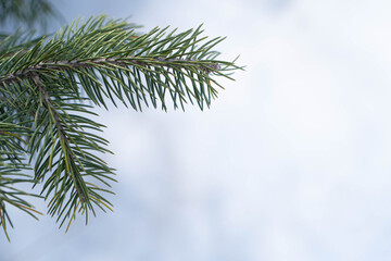 green tree on snow background