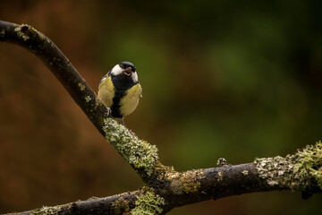 Parus major