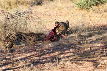Cheetah eating prey - Namibia, Africa