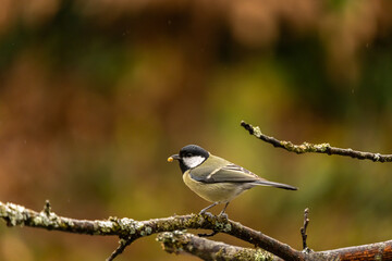 Parus major