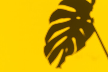Tropical leaves Monstera shadow on yellow background. Minimal summer tropical background