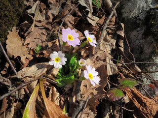 The first spring flowers in the forest are wild primrose.