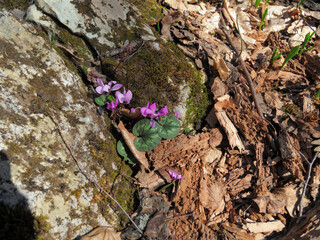 The first spring flowers - forest hyacinths - are in the forest.