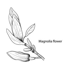 The elements Magnolia flower Hand drawing and sketch,line art on white backgrounds vector hand drawn botanical.vector magnolia for background,texture, wrapper pattern.