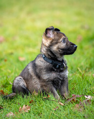 Dog portrait of an eight weeks old German Shepherd puppy with a green grass background. Sable colored, working line breed