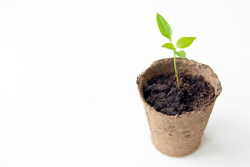 A young seedling in a peat pot on a white background. Copy space. Close up.