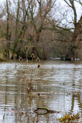 Floods of the river Meuse during winter in the national park Eijsder Beemden near Maastricht, after heavy rain fall and melting snow in the Ardennes. It gives amazing reflections with the trees  